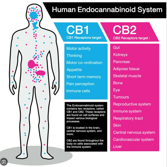 What's Your Endocannabinoid System?