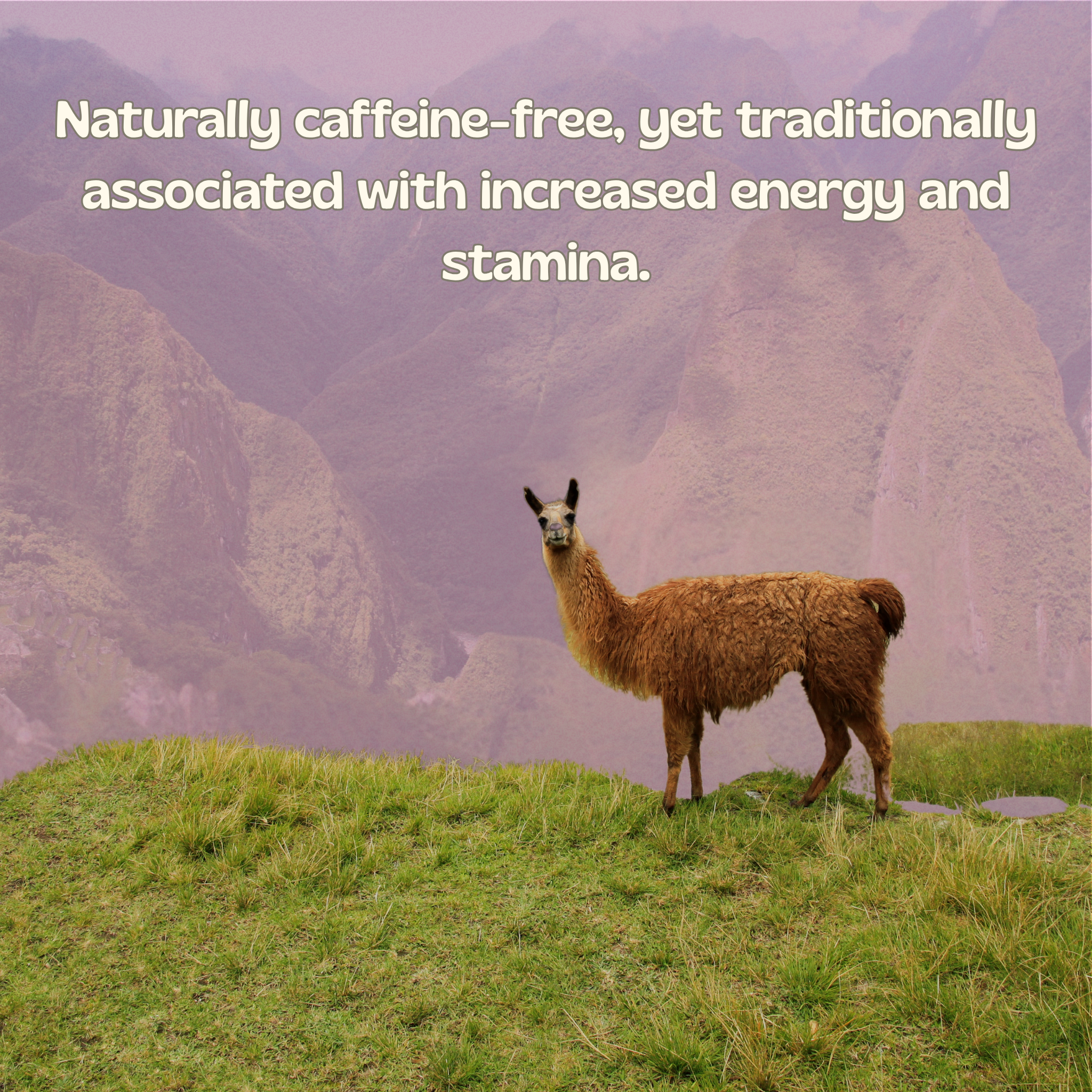 MacaTiva™ – Hemp Juice + Maca Powder | 30 Servings