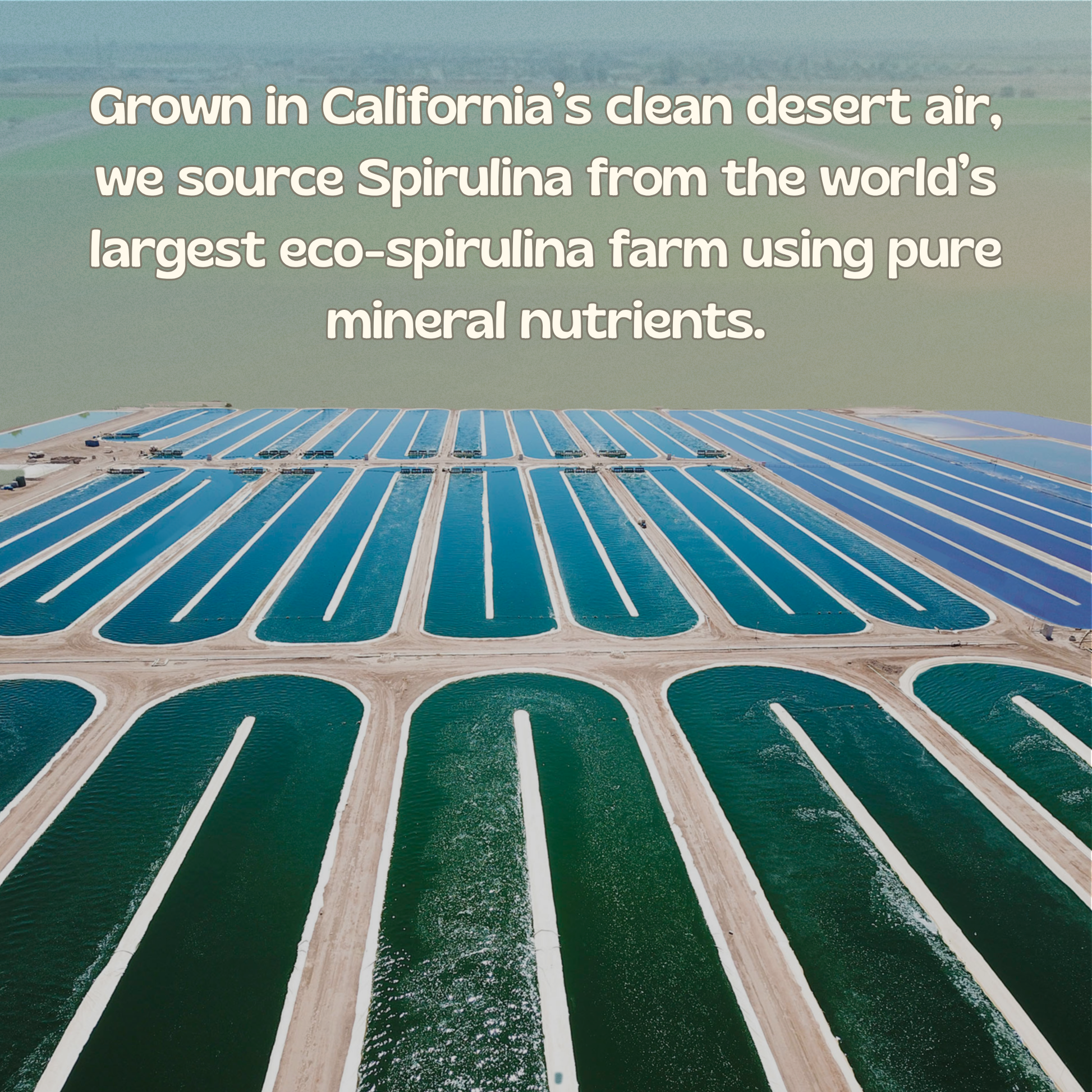 SpiruTiva™ – Hemp Juice + Spirulina Green Blend | 30 Servings