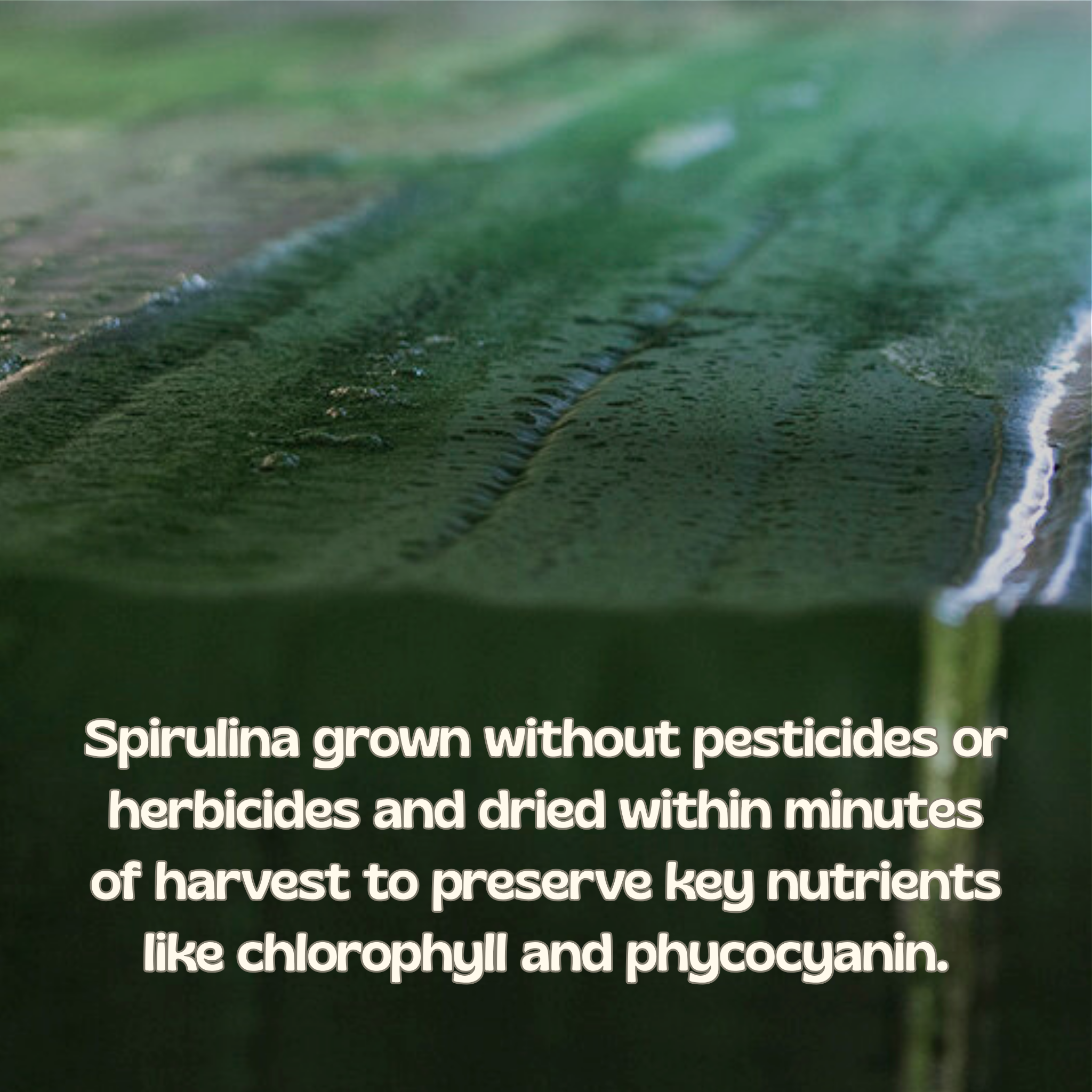 SpiruTiva™ – Hemp Juice + Spirulina Green Blend | 30 Servings