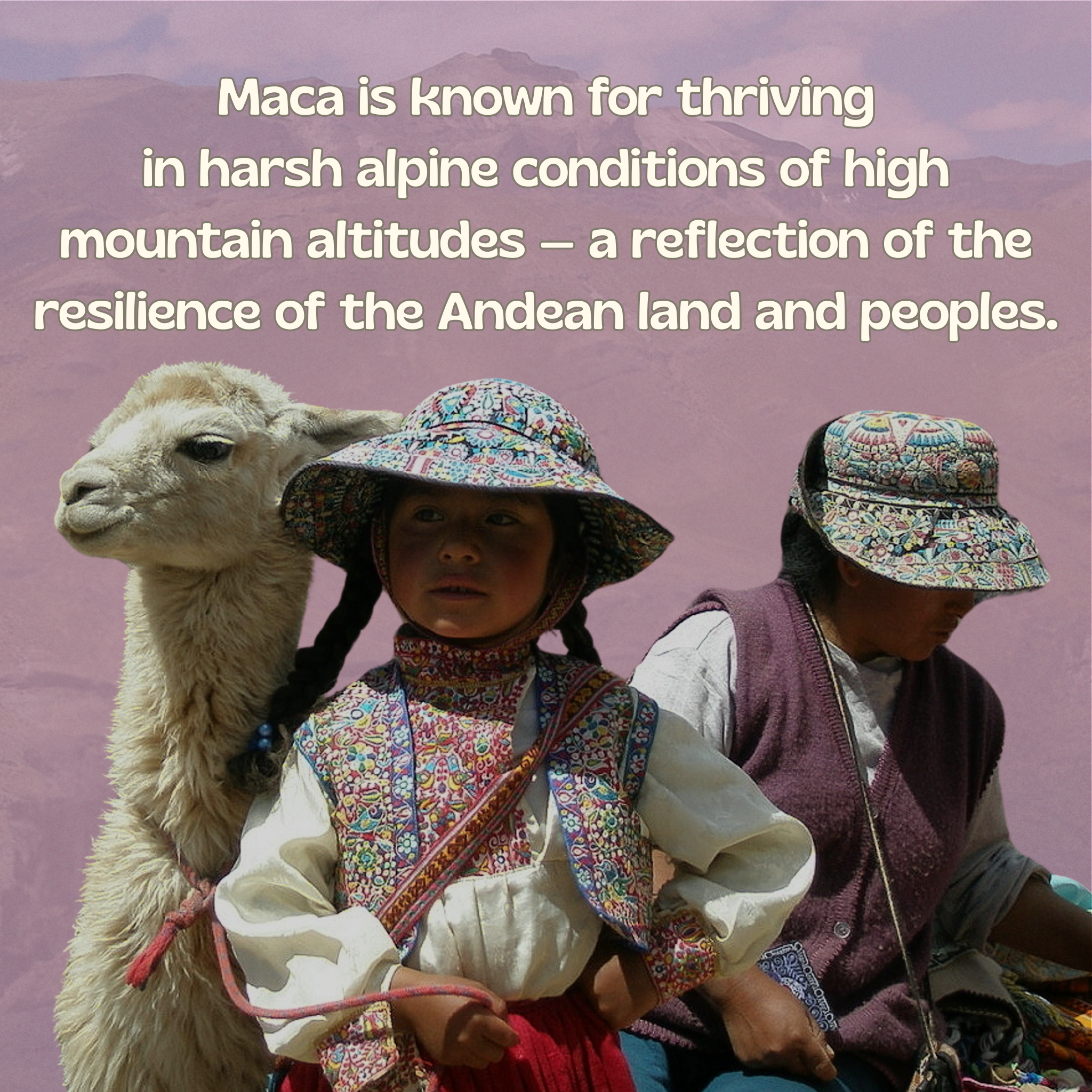 MacaTiva™ – Hemp Juice + Maca Powder | 30 Servings