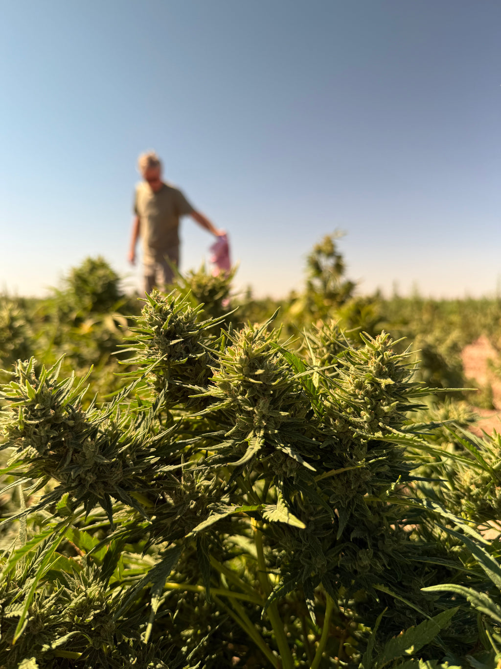Hemp Bio Mass for Tinctures and Flavor