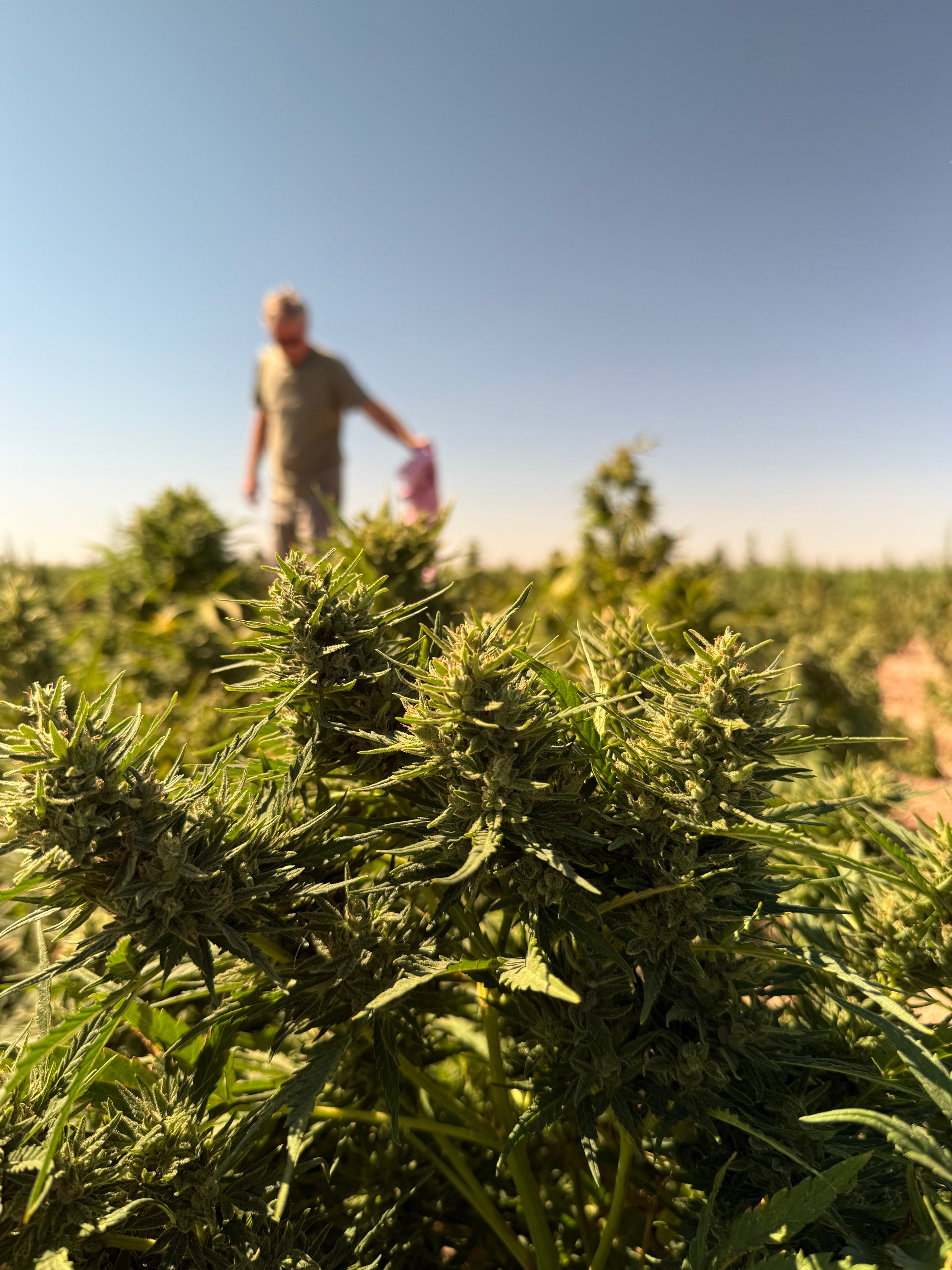 Hemp Bio Mass for Tinctures and Flavor