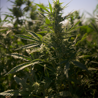Cannabinoids