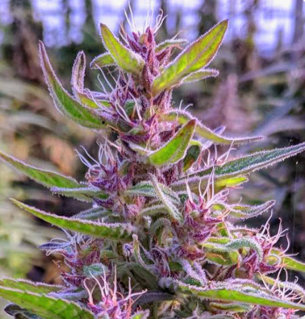 Hemp Feminized Cherry CBD Seed 200