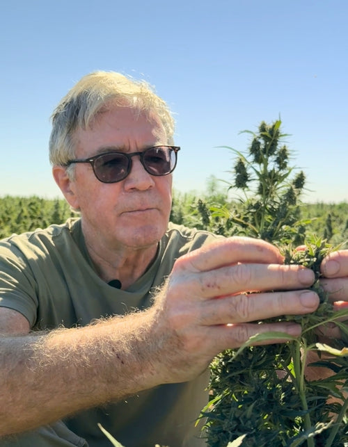 Hemp Bio Mass for Tinctures and Flavor