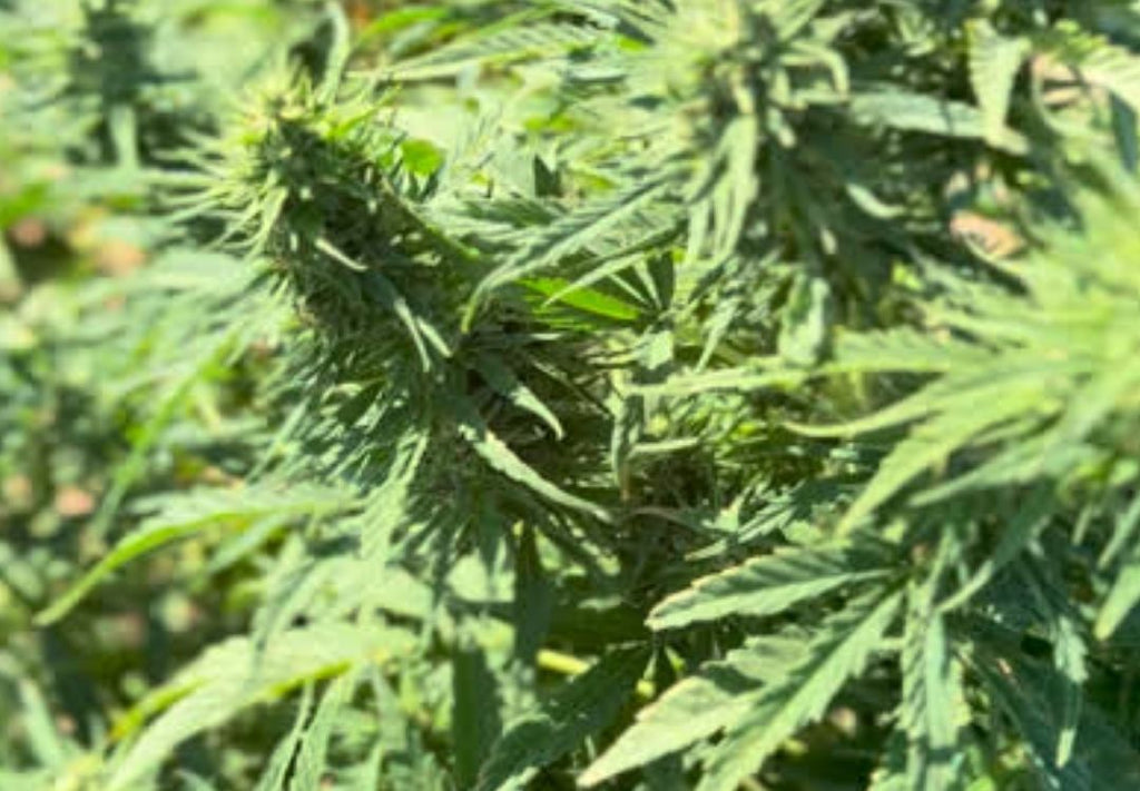 Hemp Seeds Berry Blossom CBDa Feminized